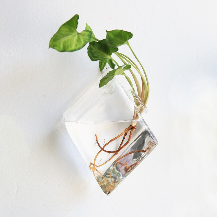 HANGING ECO TERRARIUM LIMITED EDITION DESIGNS