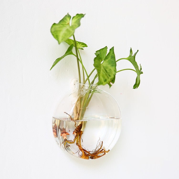 HANGING ECO TERRARIUM LIMITED EDITION DESIGNS